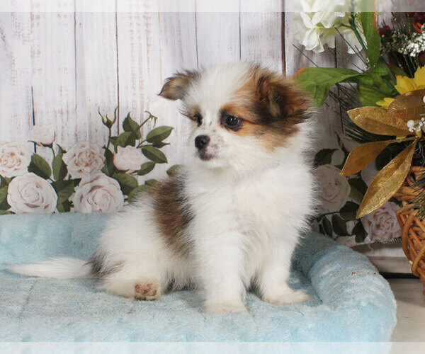 View Ad: Shiranian Puppy for Sale near Pennsylvania, PENNS CREEK, USA ...