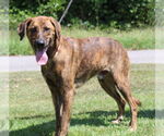 Small #2 Catahoula Leopard Dog Mix