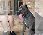 Small #2 Mutt
