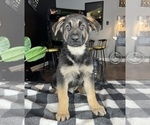 Small Photo #8 German Shepherd Dog Puppy For Sale in FRANKLIN, IN, USA