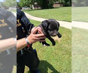 Labrador Retriever-Unknown Mix Dogs for adoption in Houston, TX, USA