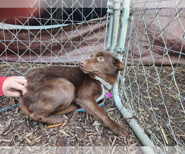 Medium Photo #7 Mutt Puppy For Sale in Paso Robles, CA, USA