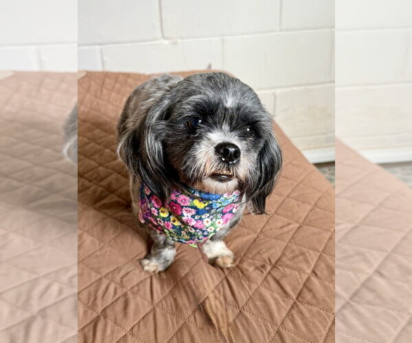 Medium Photo #4 Shih Tzu Puppy For Sale in San Leon, TX, USA