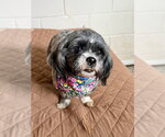 Small #3 Shih Tzu