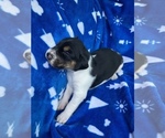 Small Photo #22 American Foxhound Puppy For Sale in AIKEN, SC, USA