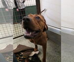 Small #7 Redbone Coonhound Mix