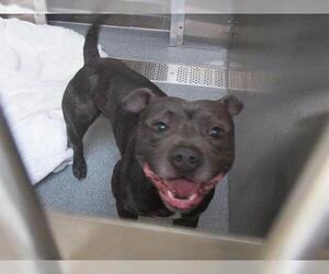 American Pit Bull Terrier-Unknown Mix Dogs for adoption in Orange, CA, USA