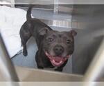 Small American Pit Bull Terrier Mix