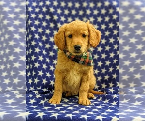 Goldendoodle (Miniature) Puppy for sale in KIRKWOOD, PA, USA