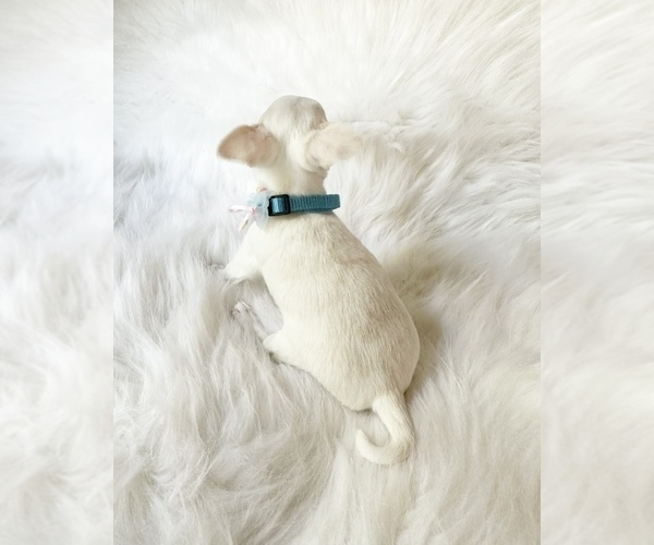 Medium Photo #4 Chihuahua Puppy For Sale in SACRAMENTO, CA, USA