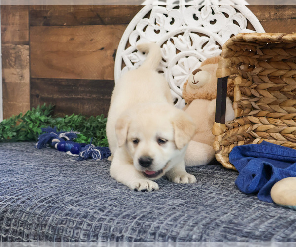 Medium Photo #3 Labrador Retriever Puppy For Sale in SYRACUSE, IN, USA