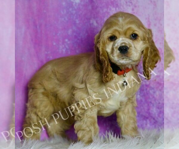 Medium Photo #4 Cocker Spaniel Puppy For Sale in WARSAW, IN, USA