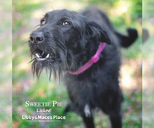 Medium Photo #5 Poodle (Standard)-Unknown Mix Puppy For Sale in Mount Pleasant, SC, USA