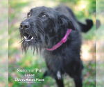 Small #4 Poodle (Standard) Mix