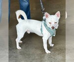 Small #1 Chihuahua Mix