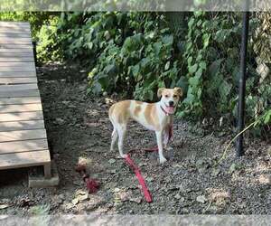 Labrador Retriever-Unknown Mix Dogs for adoption in Elmsford, NY, USA