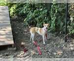 Small Labrador Retriever Mix