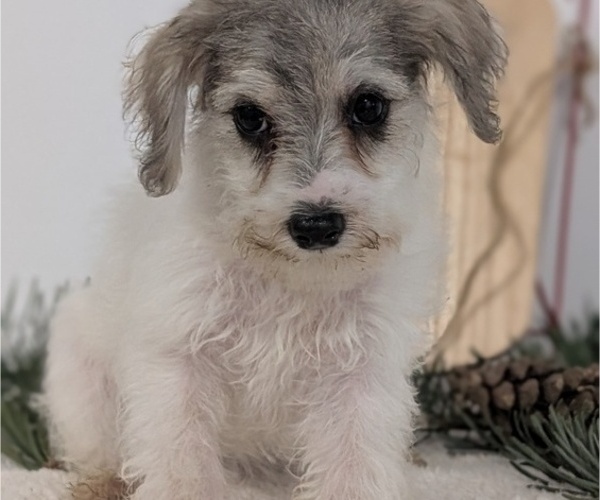 Medium Photo #46 Schnoodle (Miniature) Puppy For Sale in GOSHEN, IN, USA