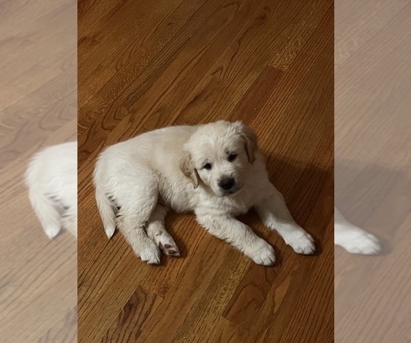 Medium Photo #3 English Cream Golden Retriever-Great Pyrenees Mix Puppy For Sale in SEDGWICK, KS, USA