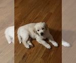 Small #2 English Cream Golden Retriever-Great Pyrenees Mix
