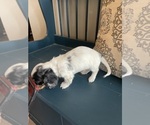 Small Photo #8 Dachshund Puppy For Sale in LOGANVILLE, GA, USA