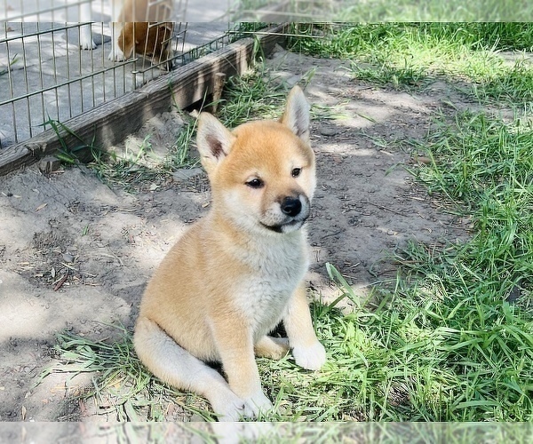 Medium Photo #37 Shiba Inu Puppy For Sale in FREMONT, CA, USA