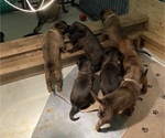 Small Photo #36 Belgian Malinois Puppy For Sale in LABADIE, MO, USA