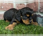 Image preview for Ad Listing. Nickname: Walker AKC regi