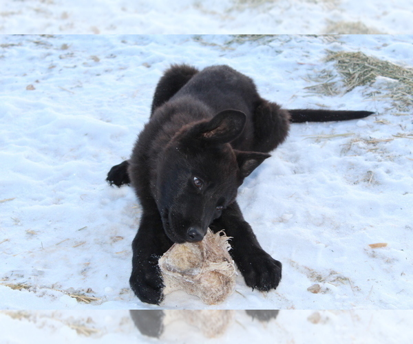 Medium Photo #2 German Shepherd Dog Puppy For Sale in HORN CREEK, CO, USA
