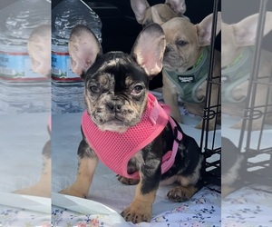 Bulldog Puppy for sale in POWDER SPRINGS, GA, USA