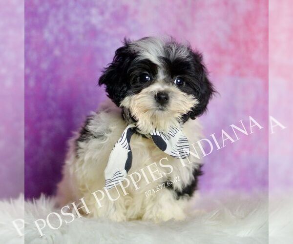Medium Photo #142 Maltipoo (Miniature) Puppy For Sale in WARSAW, IN, USA