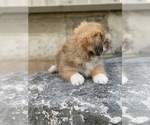 Small Photo #2 Pekingese Puppy For Sale in CANOGA, NY, USA
