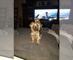 Small Photo #1 Yorkshire Terrier Puppy For Sale in CLOVIS, CA, USA