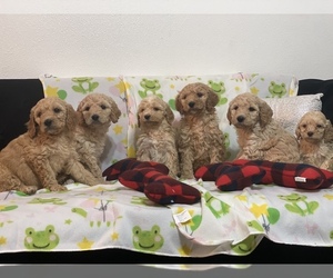 Poodle (Miniature) Puppy for sale in PARKLAND, WA, USA