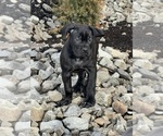 Puppy Puppy 5 Cane Corso