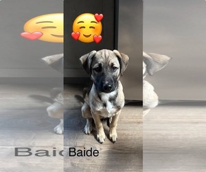 Baide - Male Siberian Husky-Unknown Mix Dog for Adoption