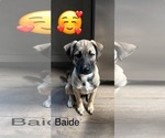Baide - Male Siberian Husky-Unknown Mix Dog for Adoption - Small photo