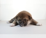 Small #1 Shiba Inu