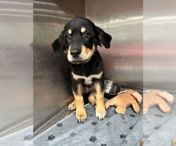 Medium Photo #7 Mutt Puppy For Sale in Woodbury, NY, USA