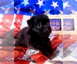Small #6 Yorkshire Terrier
