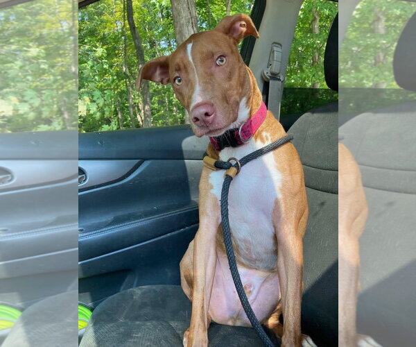 Medium Photo #23 American Pit Bull Terrier-Blue Lacy Mix Puppy For Sale in Rockaway, NJ, USA