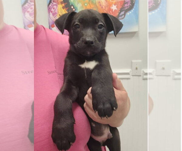 Medium Photo #13 American Pit Bull Terrier-German Shepherd Dog Mix Puppy For Sale in McDonough, GA, USA