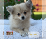 Small #1 Pomeranian