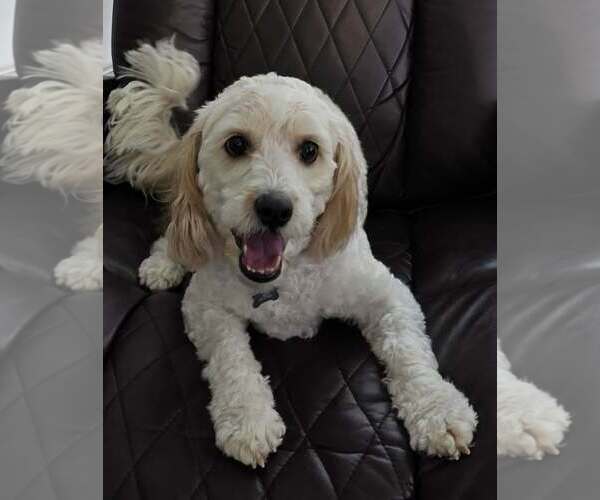 Medium Photo #2 Cavachon Puppy For Sale in Cuba, NY, USA