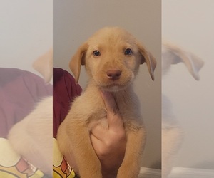 Labrador Retriever Puppy for sale in PADUCAH, KY, USA