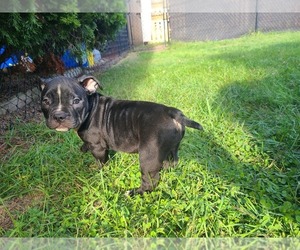 American Bully Puppy for sale in FRACKVILLE, PA, USA