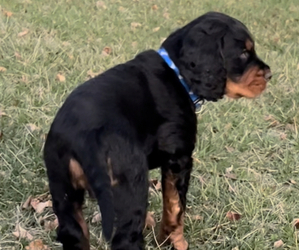 Gordon Setter Puppy for sale in TERRE HAUTE, IN, USA