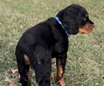 Small Photo #1 Gordon Setter Puppy For Sale in TERRE HAUTE, IN, USA