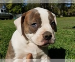 Small Photo #3 American Bulldog Puppy For Sale in LULING, TX, USA