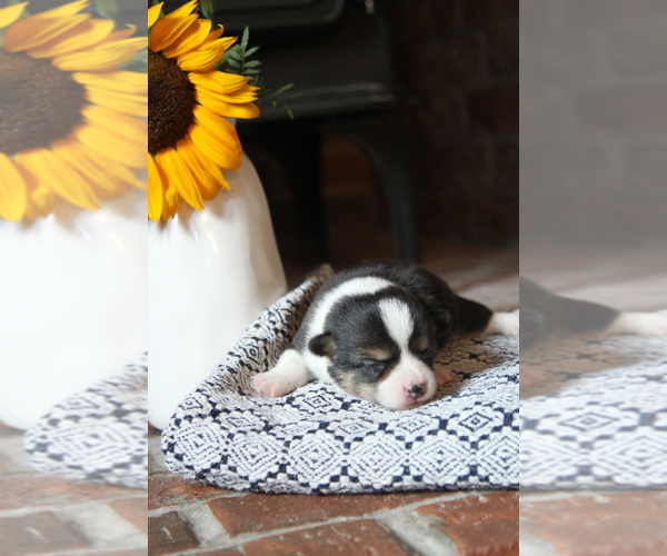 Medium Photo #6 Pembroke Welsh Corgi Puppy For Sale in FAIR GROVE, MO, USA